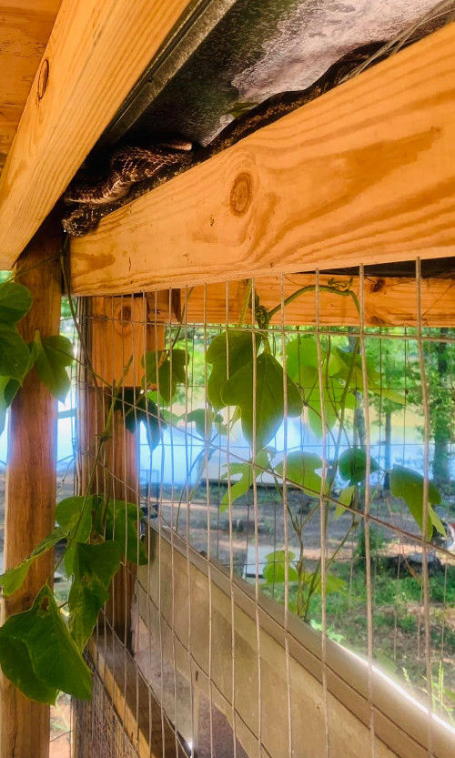 15 ways to keep snakes out of the chicken coop. Cluckin