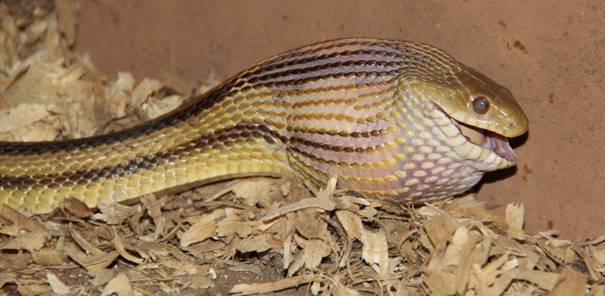 A snake eating an egg in the nest