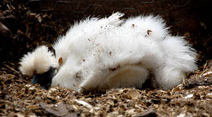 A Silkie hen enjoying her time in the dust bath.