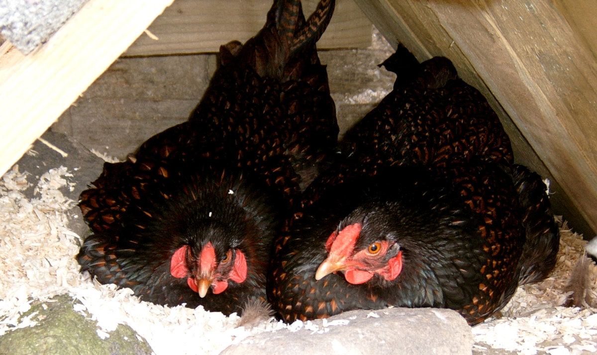 Broody hens on a nest but can you persuade hens to go broody.