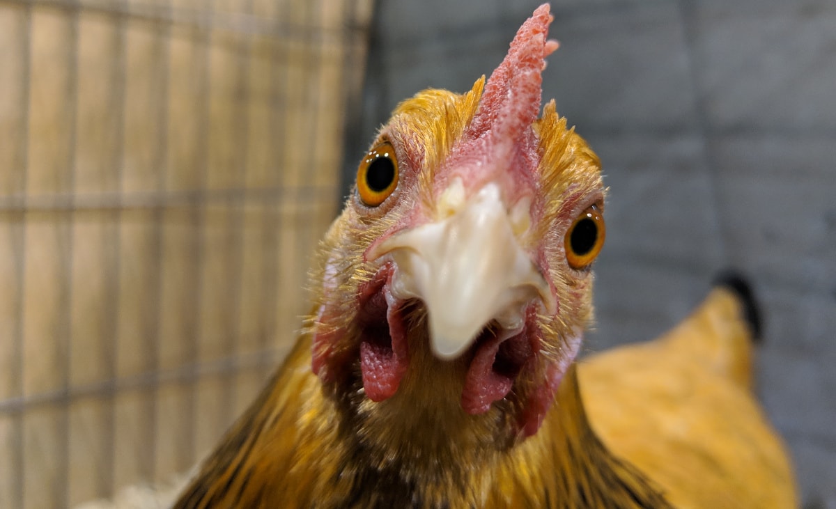 Bantam chickens do tend to be more friendly.