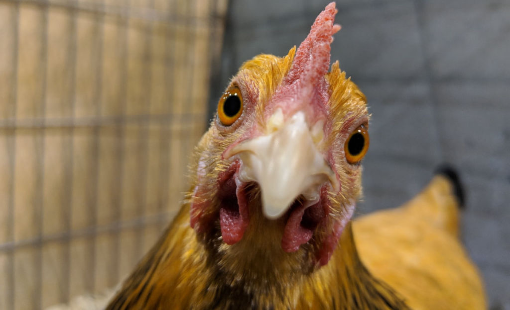 Are Bantams Friendly Cluckin