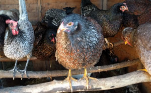 Some of my chickens perched on a roost in the chicken coop