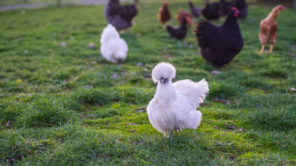 Silkies are one of the oldest known breeds