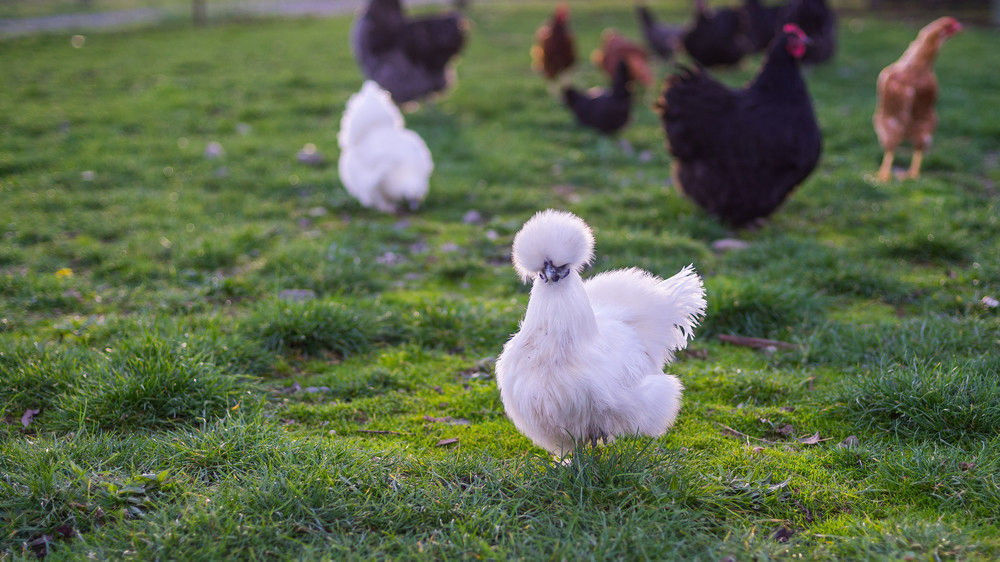 11 fascinating Silkie facts Cluckin