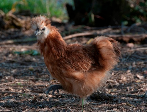 Silkie colours. - Cluckin