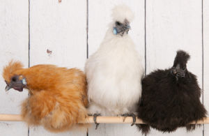 three colours of Silkie chicken sat on a perch.