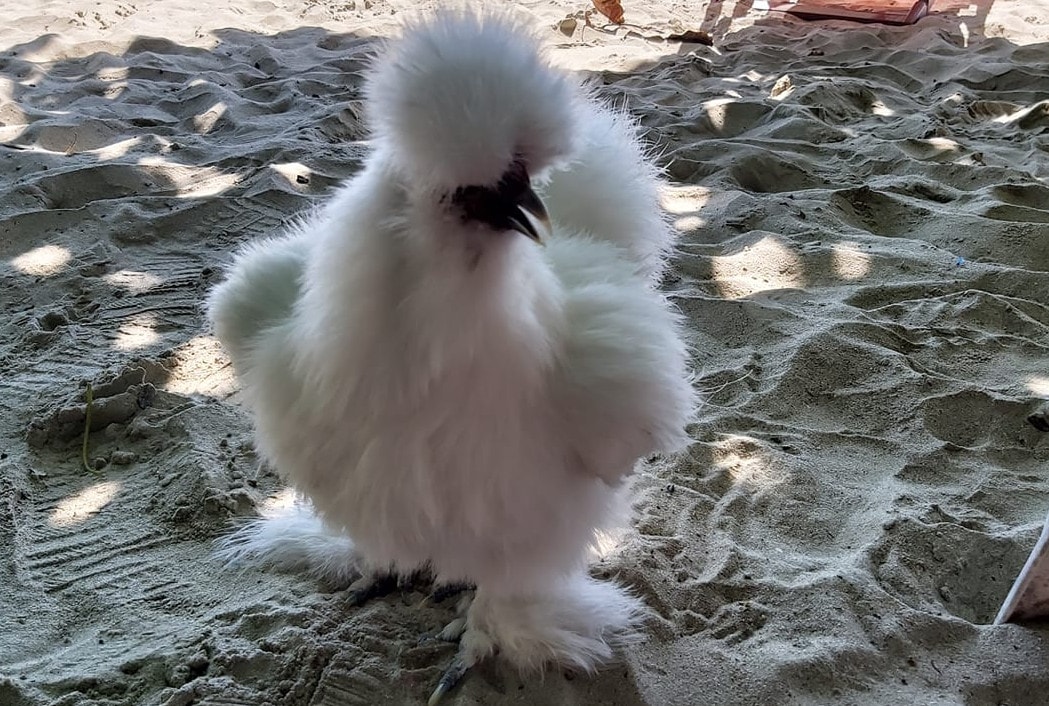 A beautiful full white Silkie on beach sand.