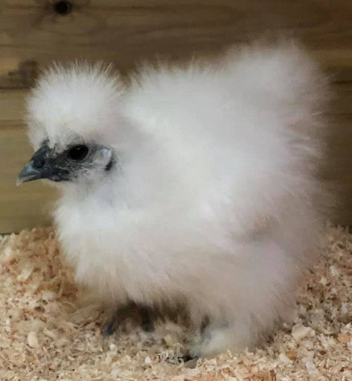 White Silkie chickens - Cluckin