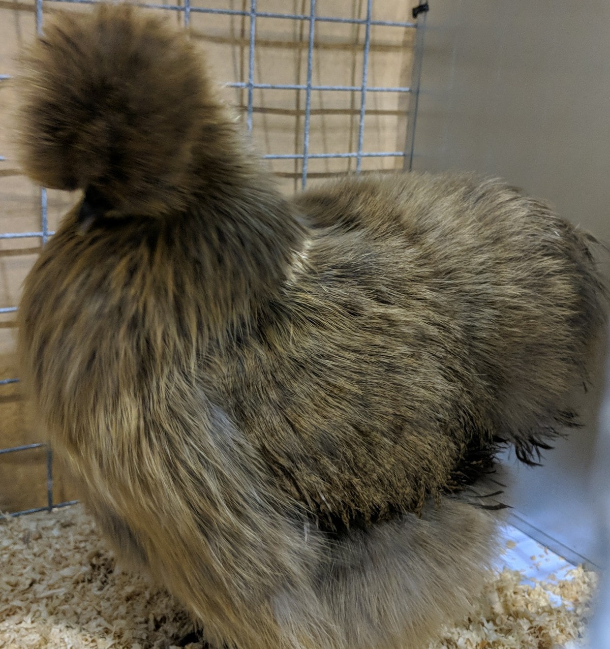 A show quality partridge Silkie at a poultry gathering
