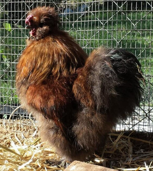 Partridge Silkie chickens - Cluckin