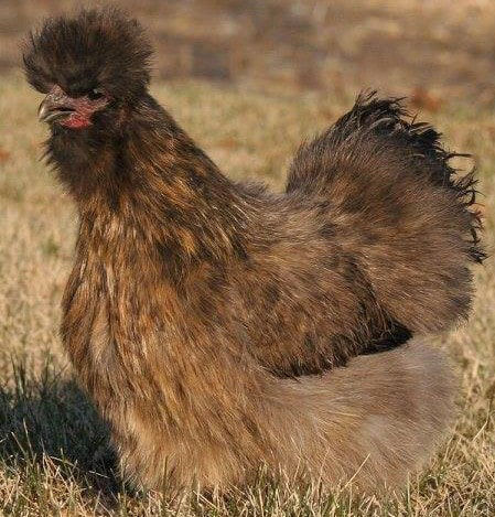 Partridge Silkie chickens - Cluckin