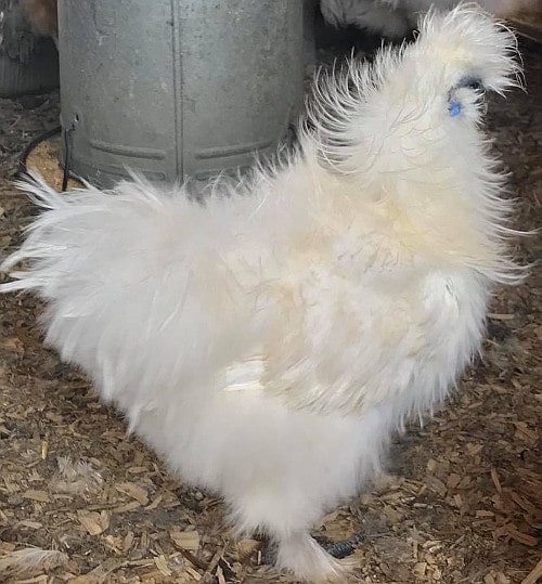 Frizzle Silkie Chicken