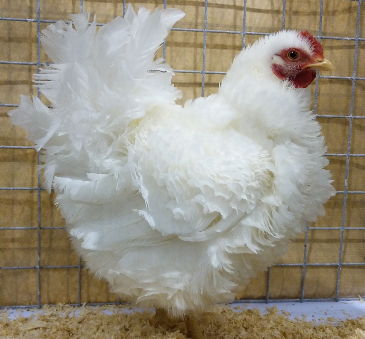 A frizzle chicken at a poultry show.