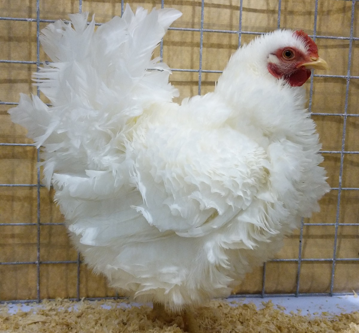 polish frizzle rooster