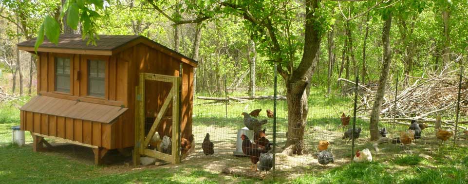 A raised coop makes the keepers life easier.