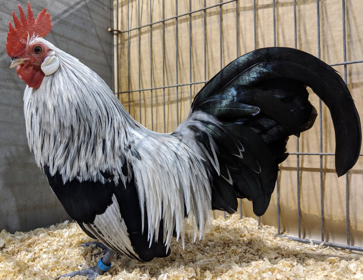 A silver dutch bantam rooster.