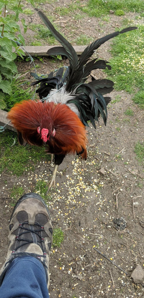 Bantam roosters and cockerels - Cluckin