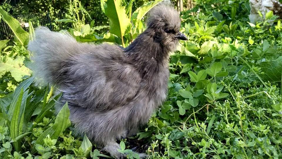 A lavender Silkie hen in the grass.