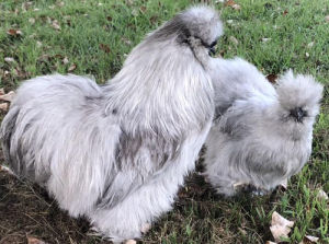 Lavender Silkie chickens - Cluckin