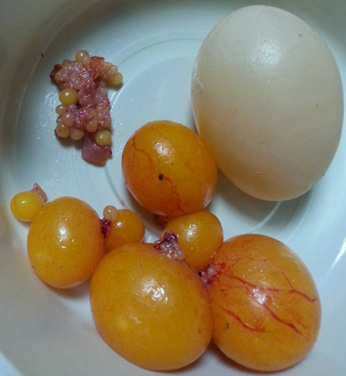 Why are my chickens laying soft or thinshelled eggs? Cluckin