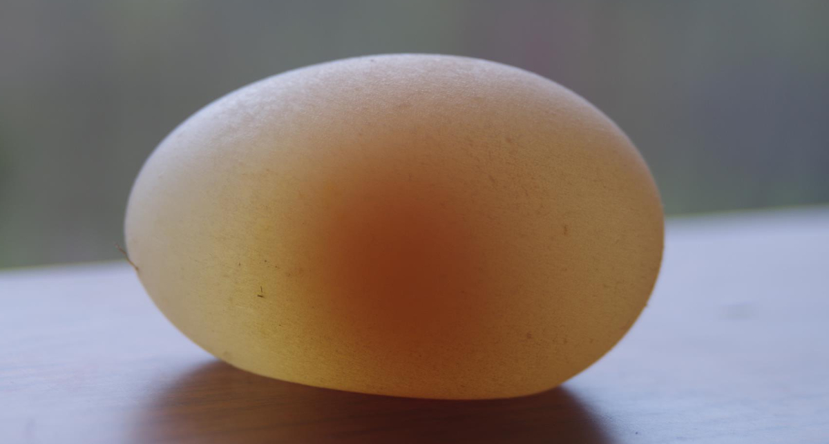 A soft shelled egg laid by a hybrid chicken