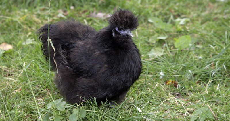 A black Silkie chicken on fresh green grass.