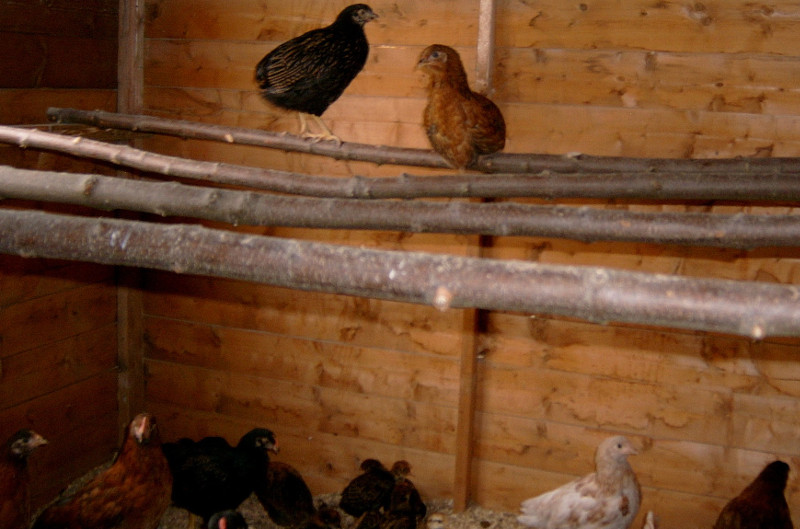 Young chickens inside a chicken coop.