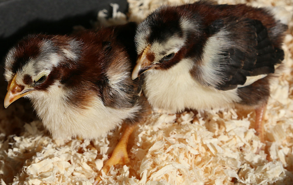 A batch of new day old chicks.