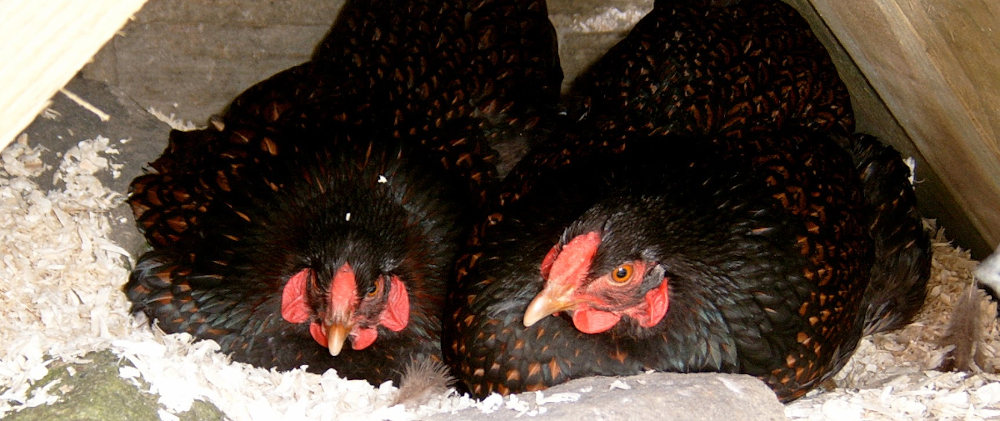 Two hens in a nest with shavings as bedding.