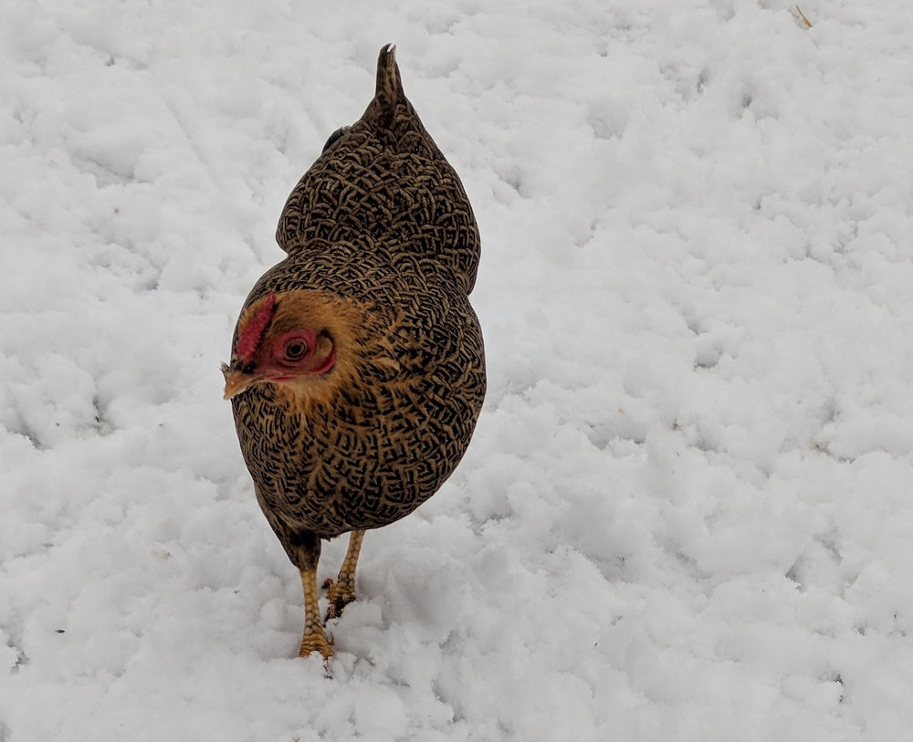 A bantam wyandotte hen wandering in the snow.