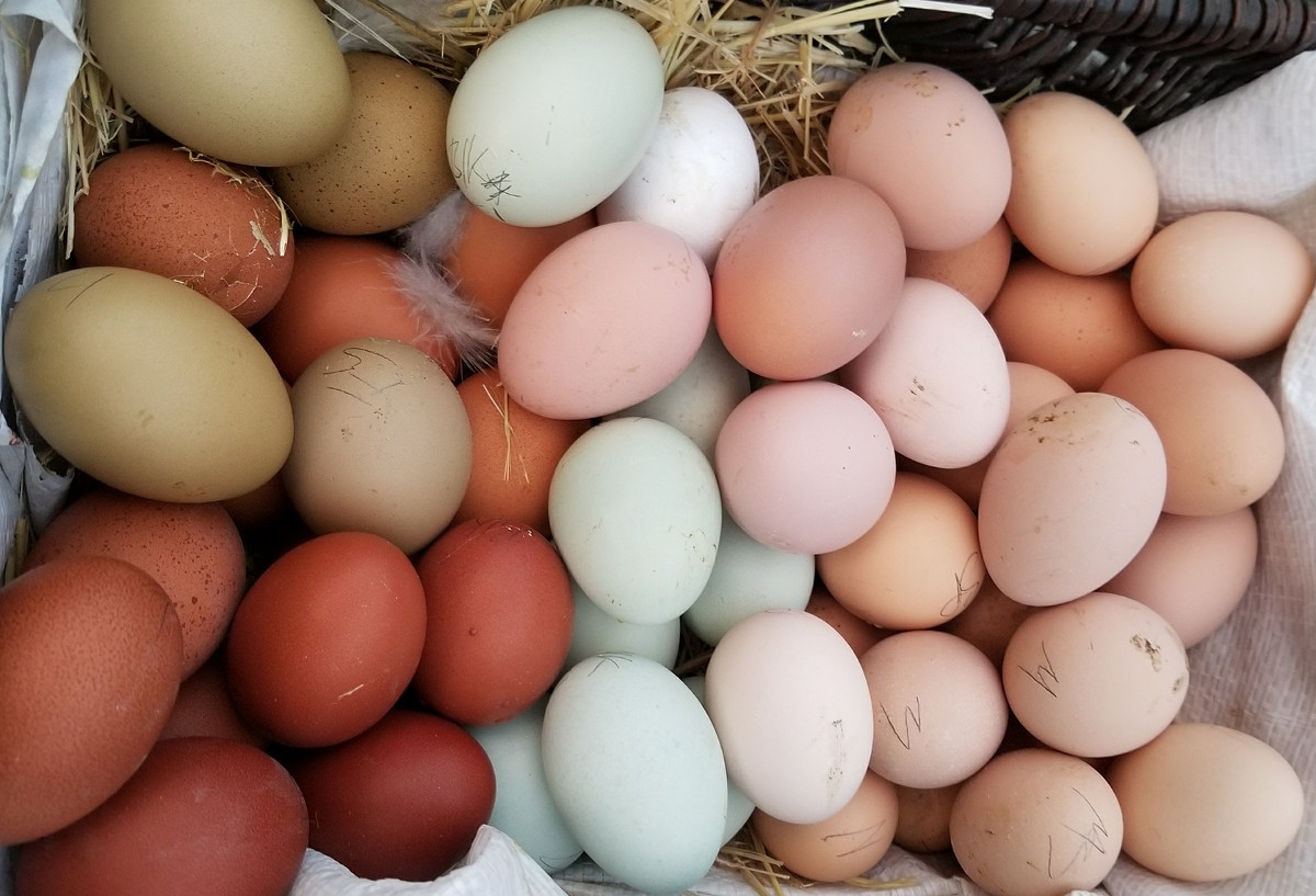 A selection of eggs from my bantam egg flock.