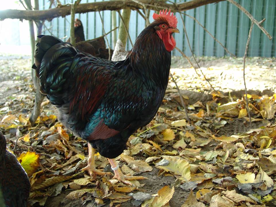 A barnevelder rooster ranging in the chicken run.