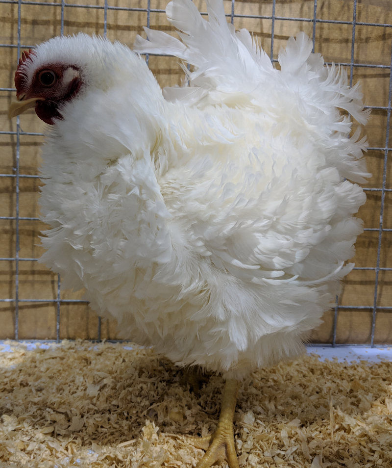 How big do bantam chickens get? Cluckin