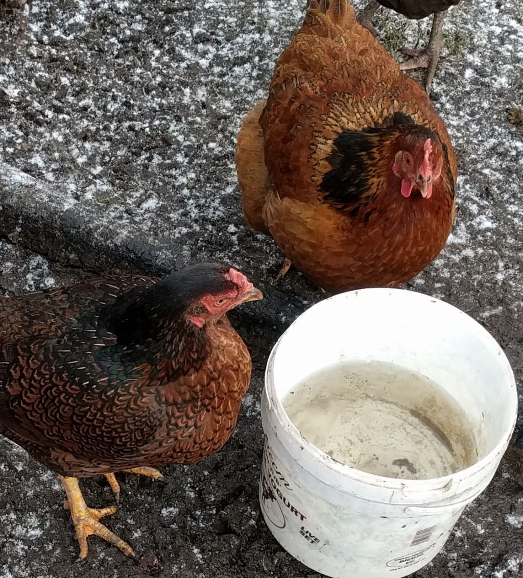 Wading through the watering of chickens! Cluckin