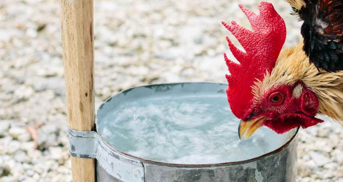 Wading through the watering of chickens! Cluckin