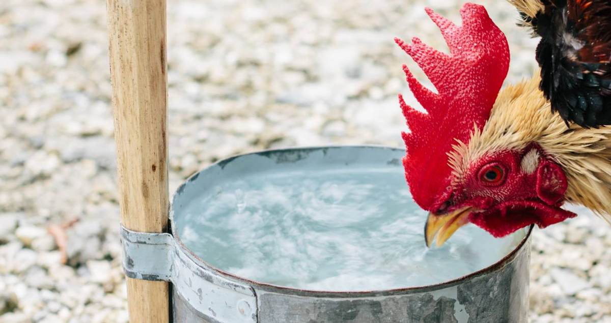 A rooster drinking fresh clean water