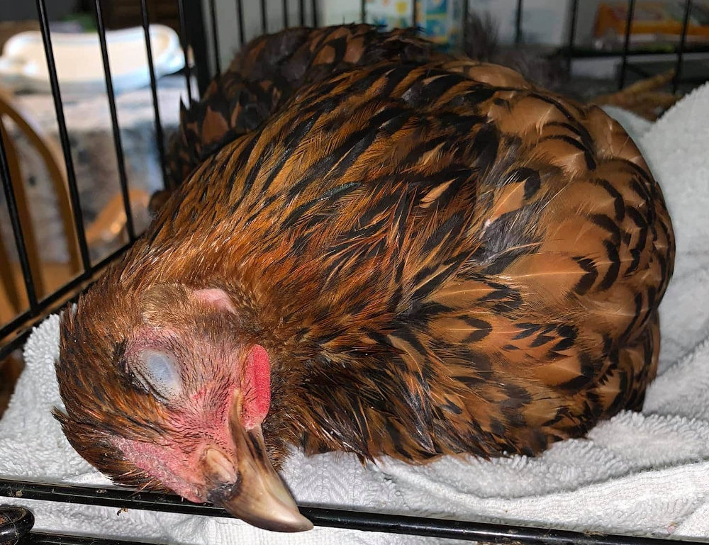 How to deal with and treat lethargic bantam chickens