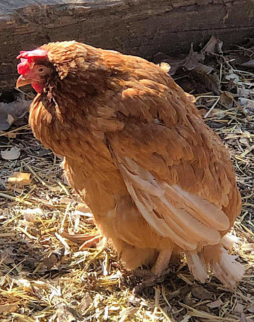 Lethargic bantam chickens. Cluckin
