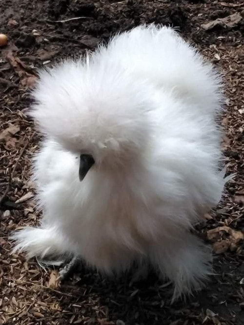 Are Silkies right for me? The pros and cons. - Cluckin