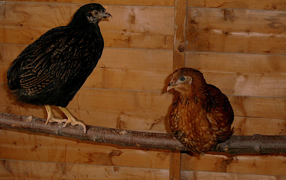 Young chickens in a wooden coop.