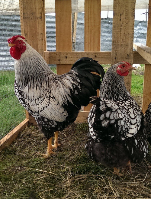 What is the best material for chicken coop construction? Cluckin