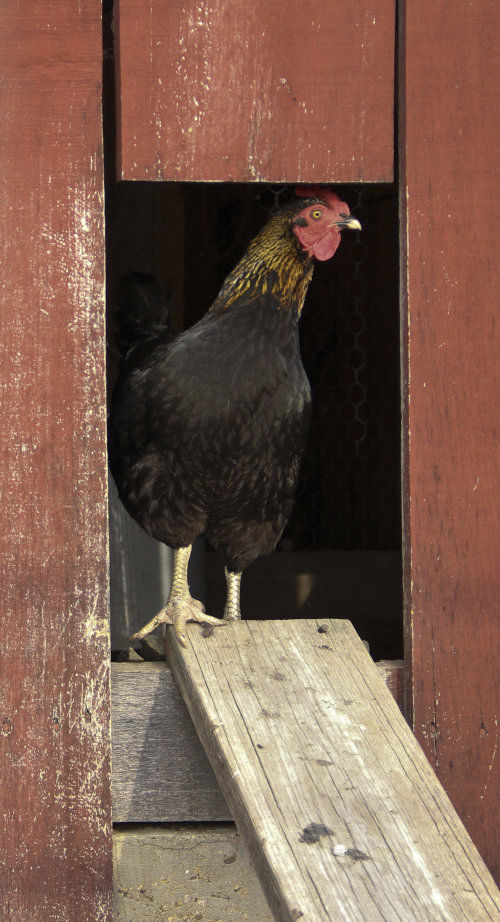 What is the best material for chicken coop construction? Cluckin
