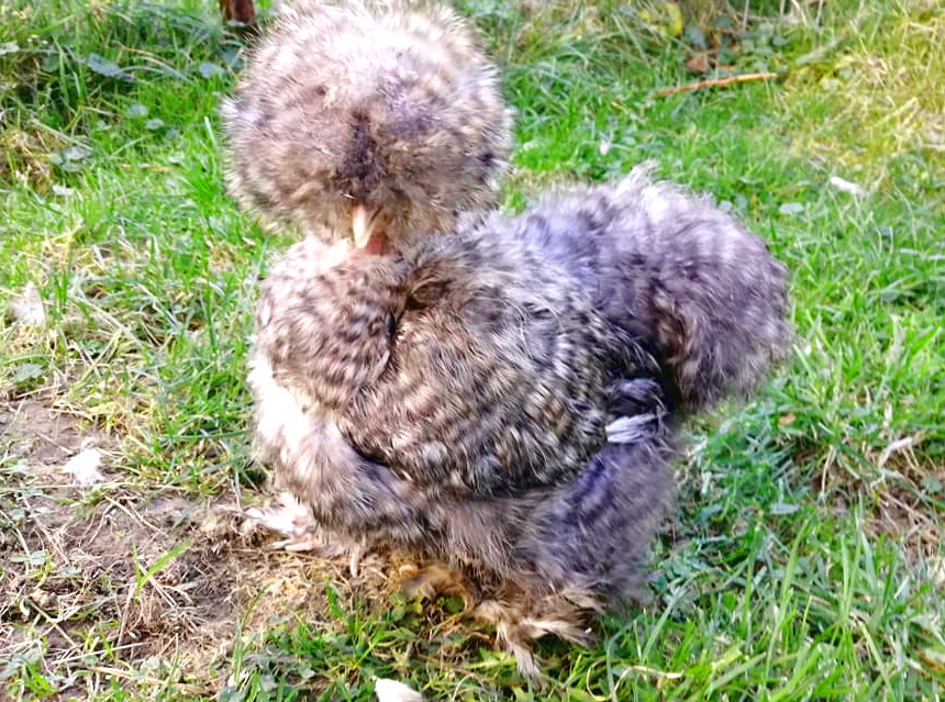 A cuckoo Silkie on green grass.