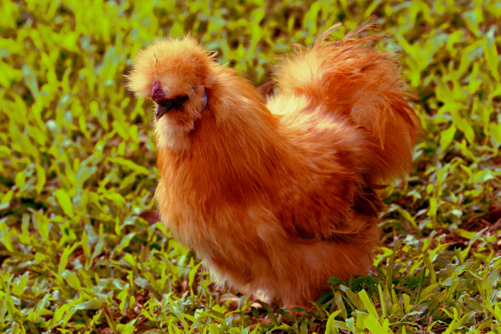 A red coloured Silkie.