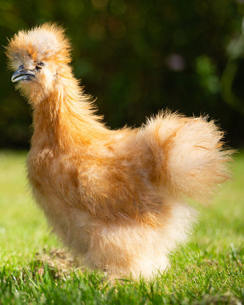The Red Silkie - Cluckin