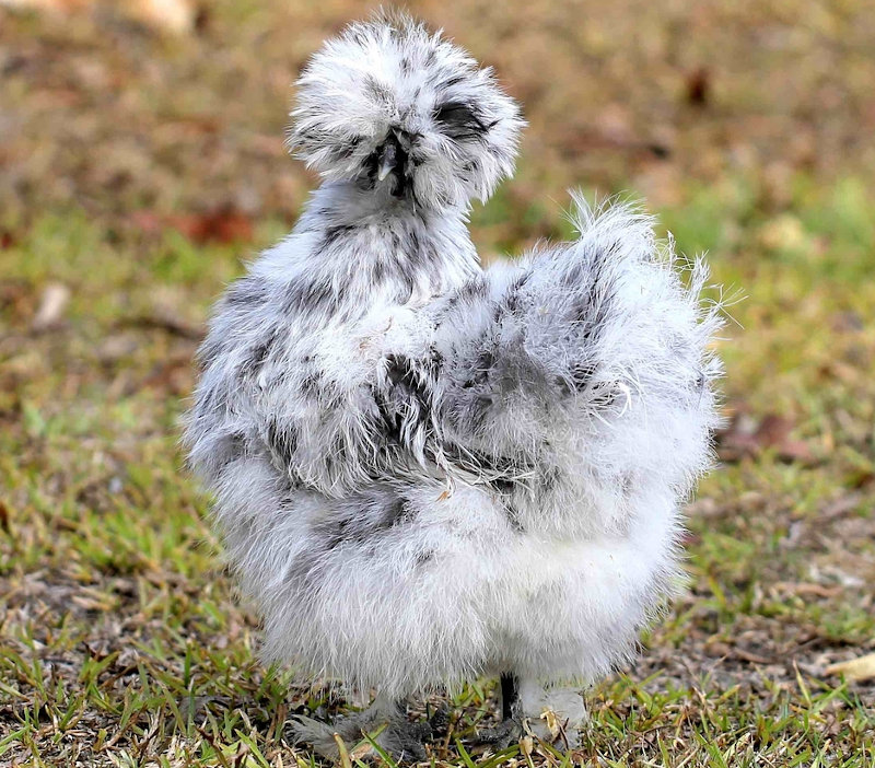 A splash silkie free ranging.