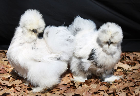 A lovely pair of paint Silkie hens