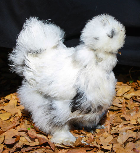 Paint Silkie