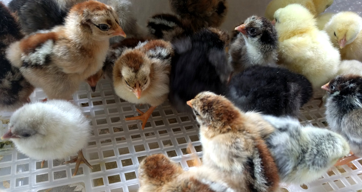 Should you get day old chicks, growers or ready to lay hens.
